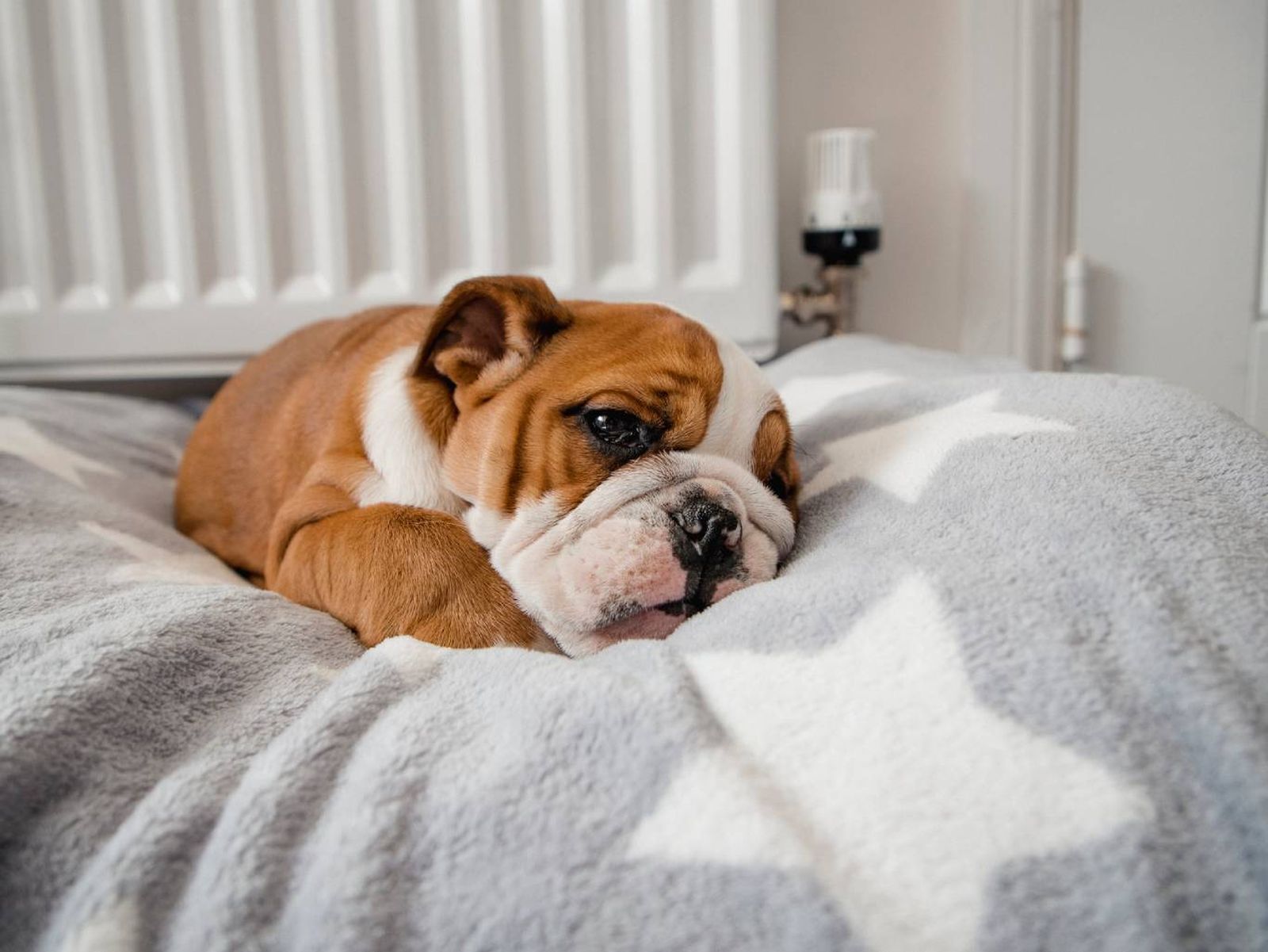 La temperatura normal de un perro adulto oscila entre 37,5&#8239;°C y 39,0&#8239;°C.
