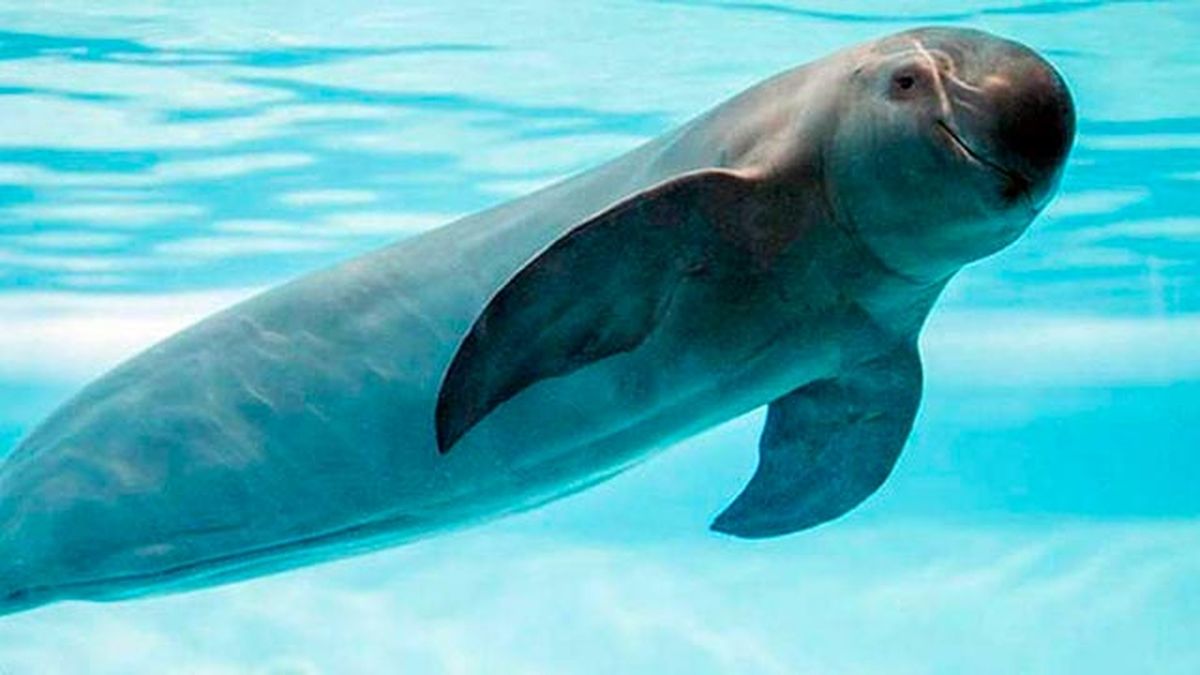 animales oceano peligro extincion vaquita marina