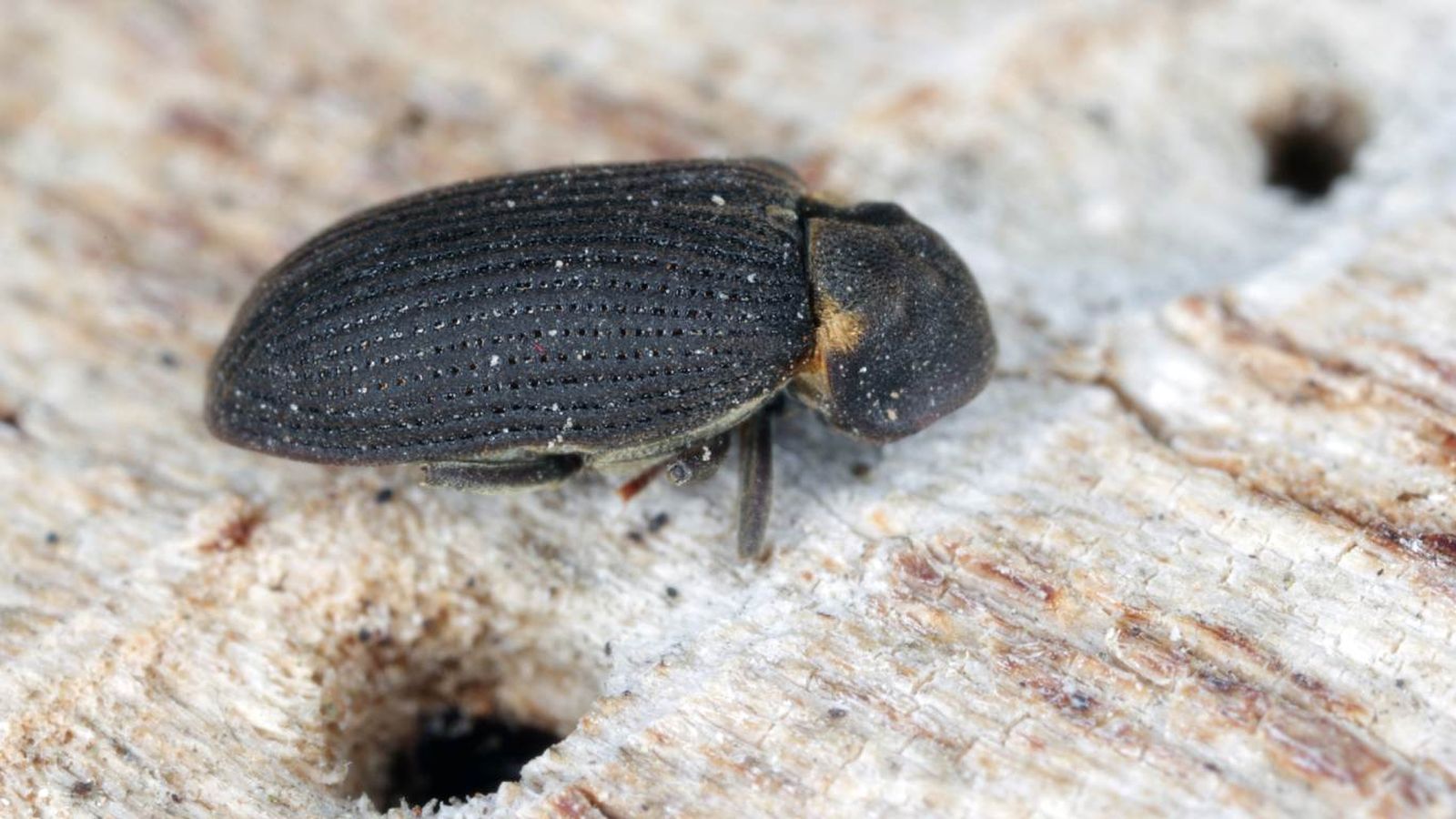 Polilla de madera