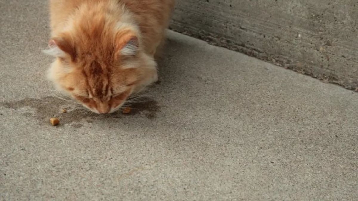 causas por las que un gato babea 4