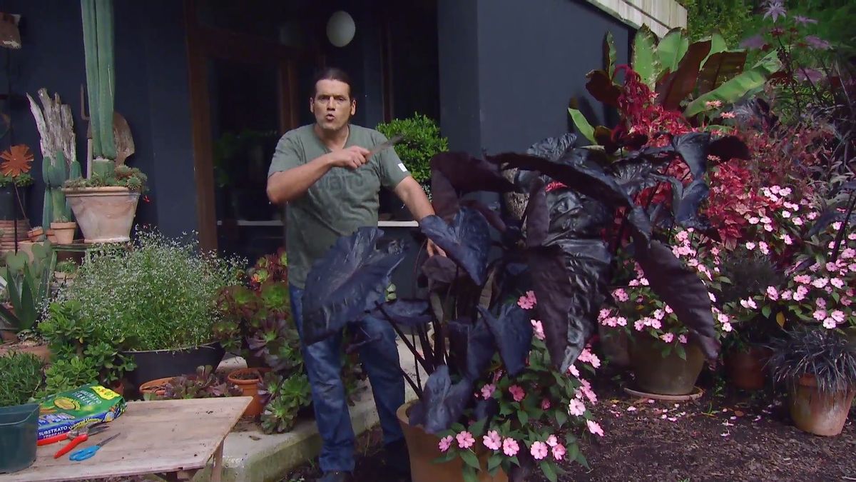 deco 0669 composicion floral rosas negros alegria alocasia detalle