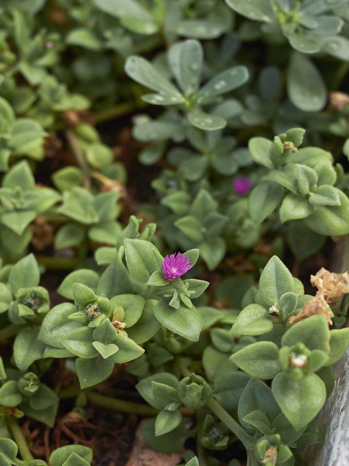 la aptenia cordifolia corre corre planta invasora