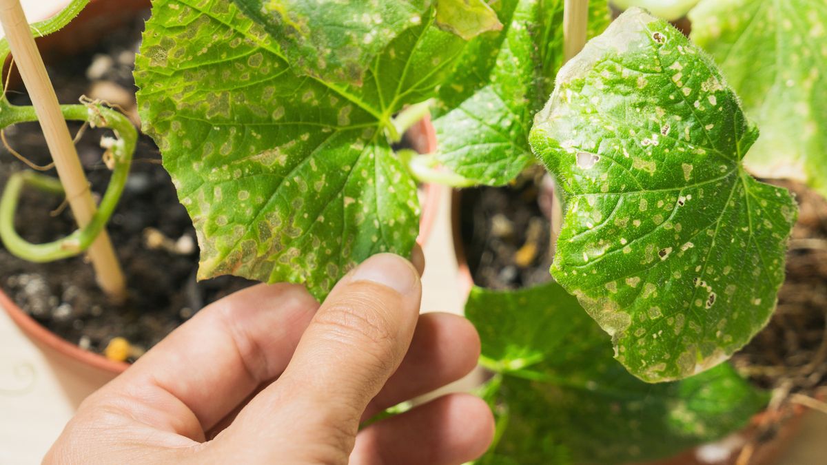 Contra los ácaros hay que actuar de manera rápida