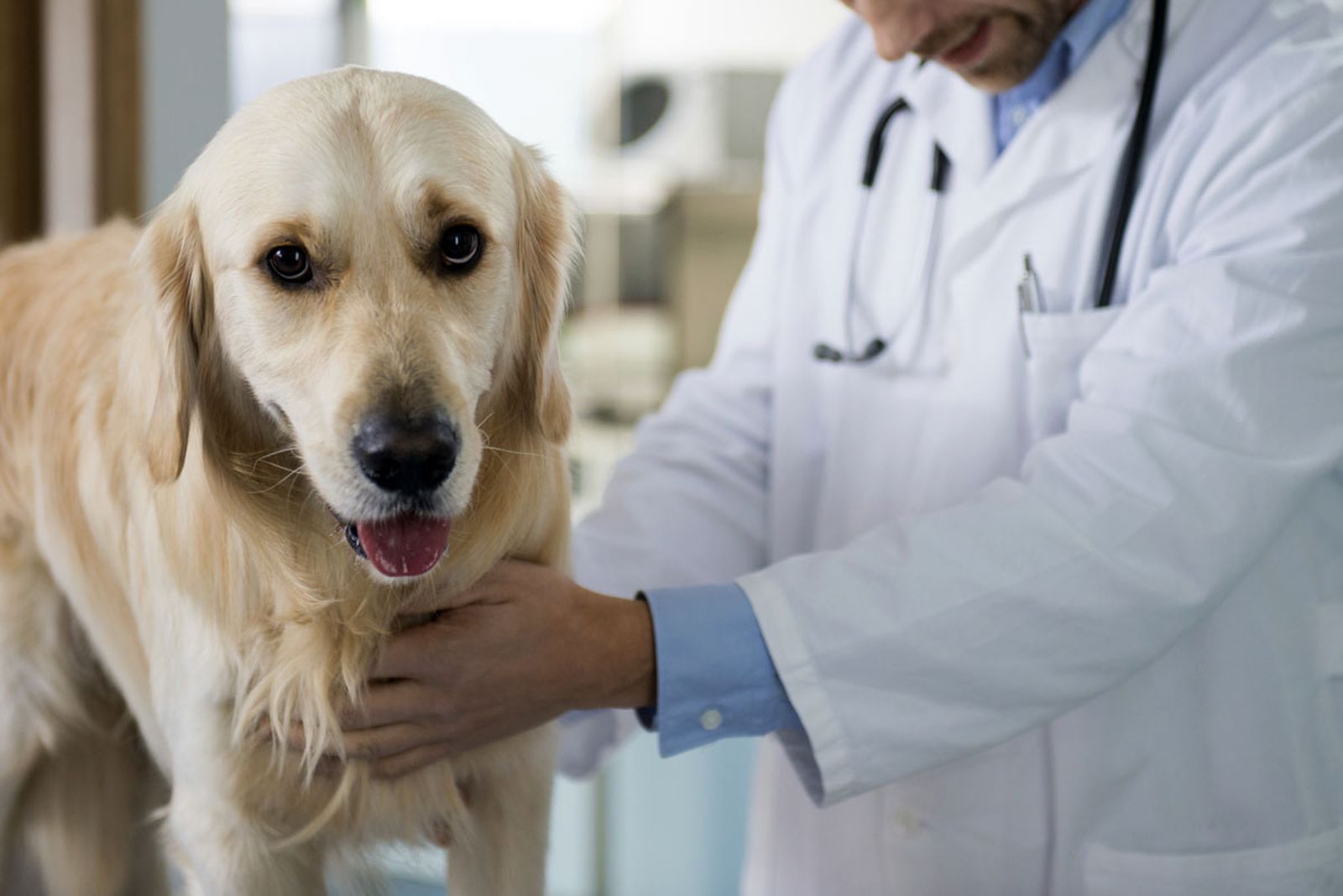 revision veterinaria perro xl revision veterinaria perro xl