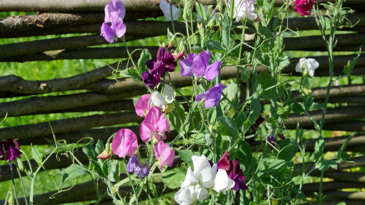 Plantas trepadoras aptas para mascotas: Guisantes dulces