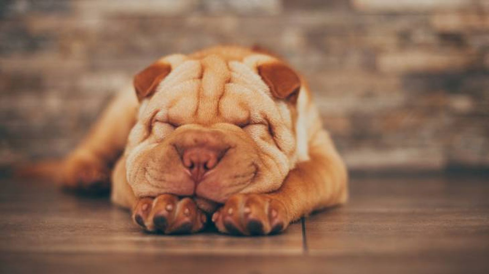 En general, el Shar Pei es un perro calmado, tranquilo y amable En general, el Shar Pei es un perro calmado, tranquilo y amable