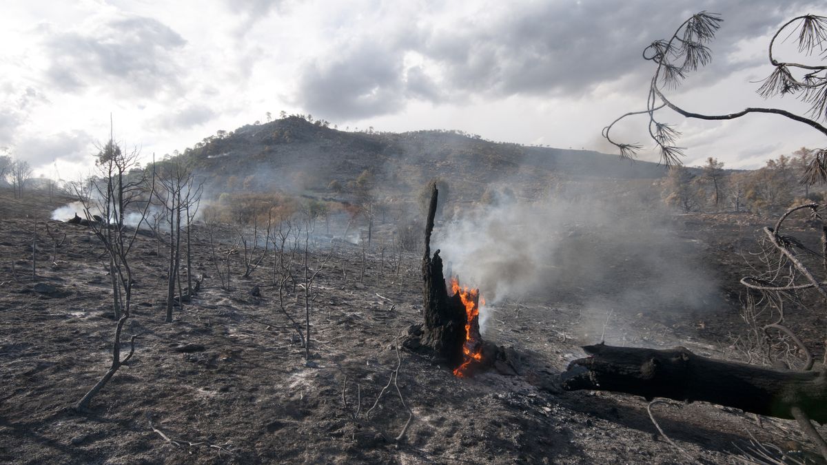 Las cenizas son beneficiosas para las plantas pero el calor puede destruir la materia orgánica