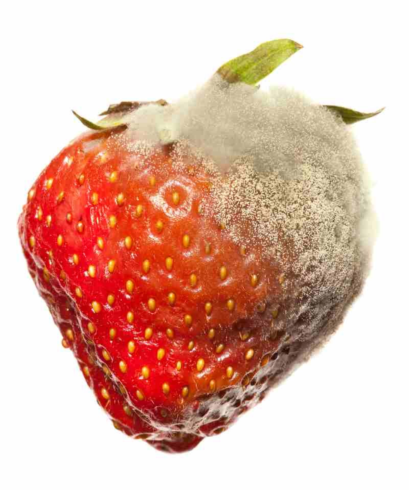 Fresas con hongos Fresas con hongos