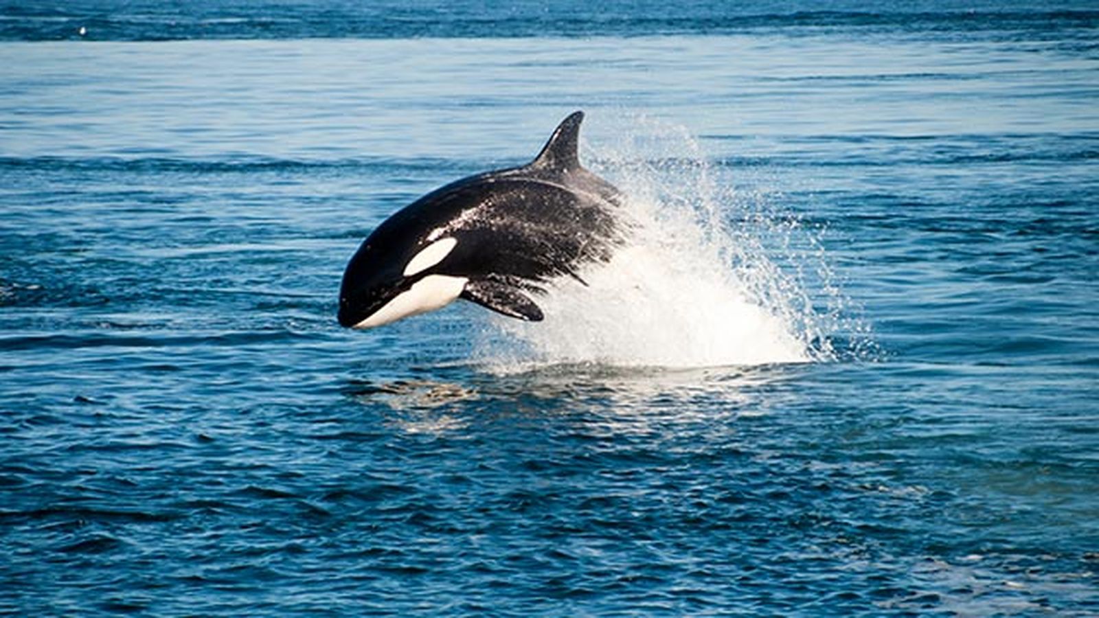 orca saltando orca saltando