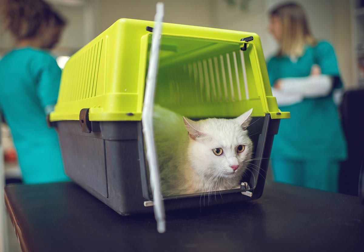 mascotas trasportines gatos veterinario
