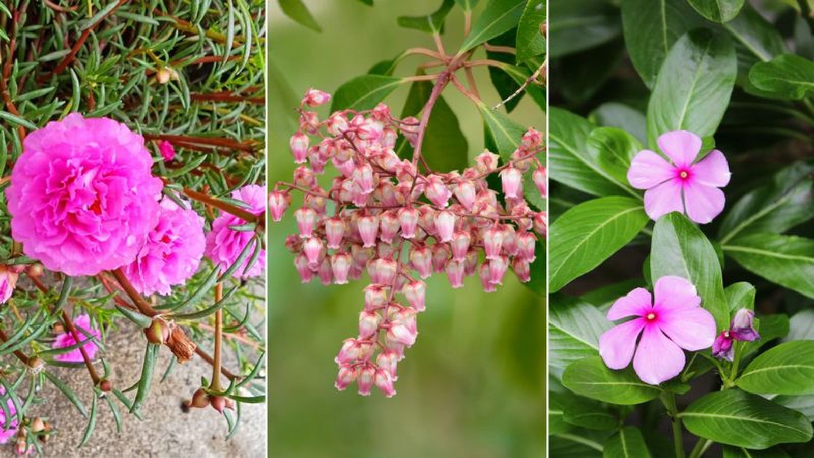 De izq. a drcha.: portulaca, andrómeda y vinca De izq. a drcha.: portulaca, andrómeda y vinca