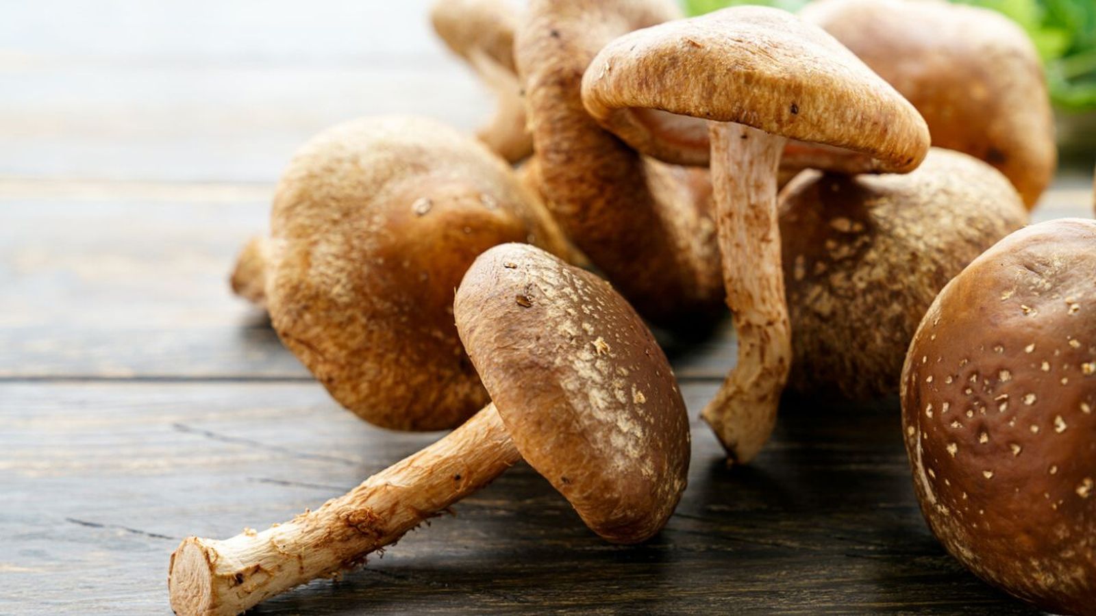 como cultivar setas jardinatis