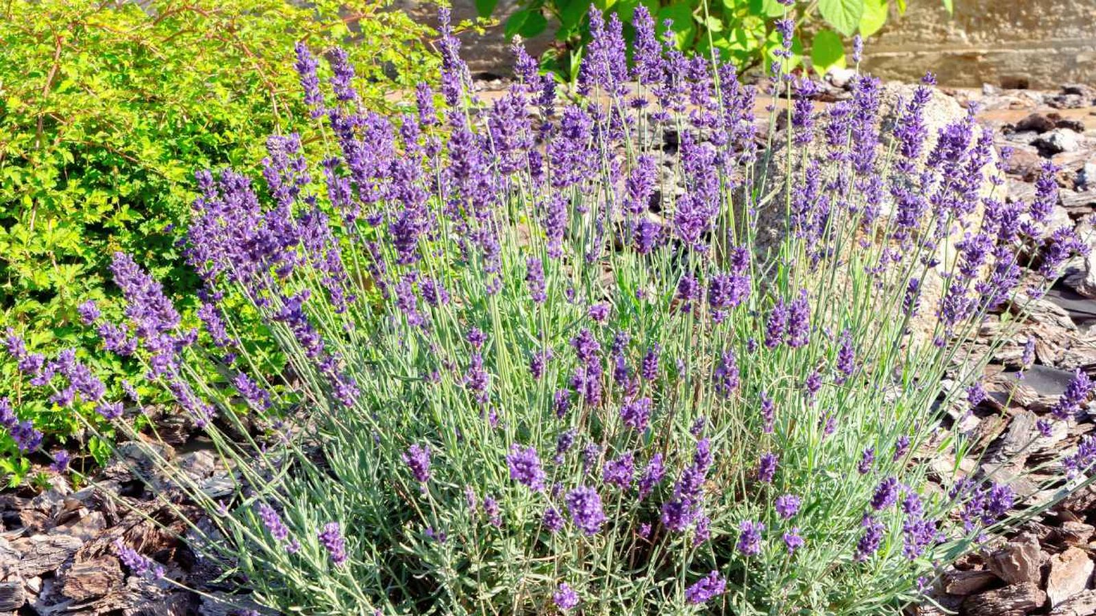 Arbusto de lavanda