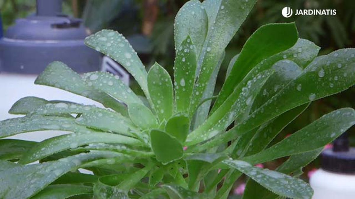 brico 935 3 tierra diatomeas eliminar plaga cochinilla detalle final