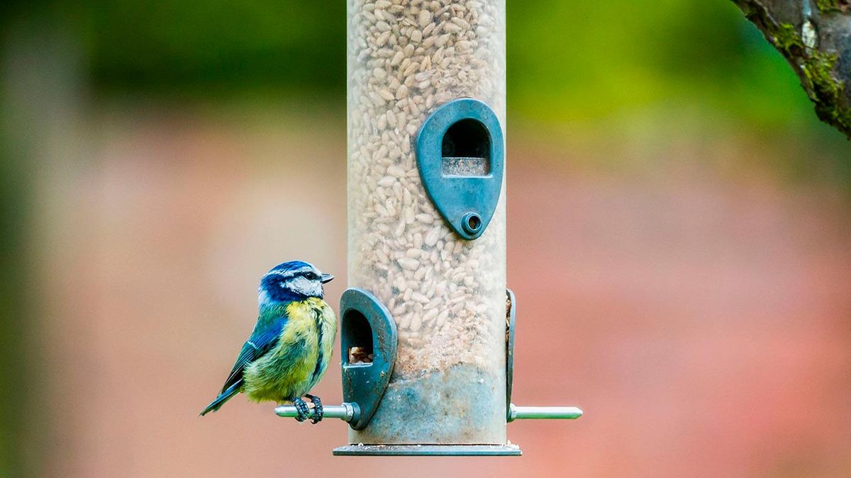 comederos pajaros invierno 4