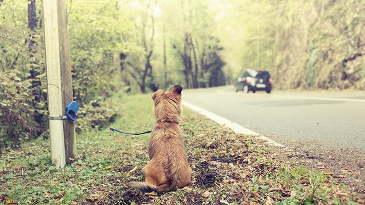 actuar ante maltrato animal denuncia perro abandonado 2