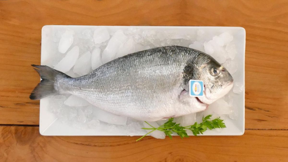 Artículo sobre dorada, pescado blanco bajo en grasa  pescado