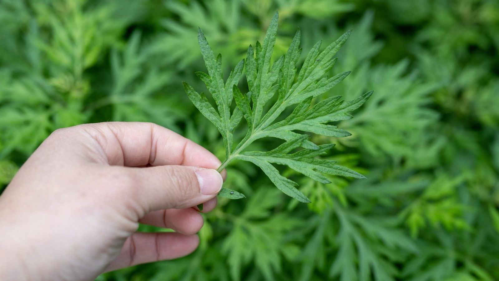 Artemisia vulgaris.