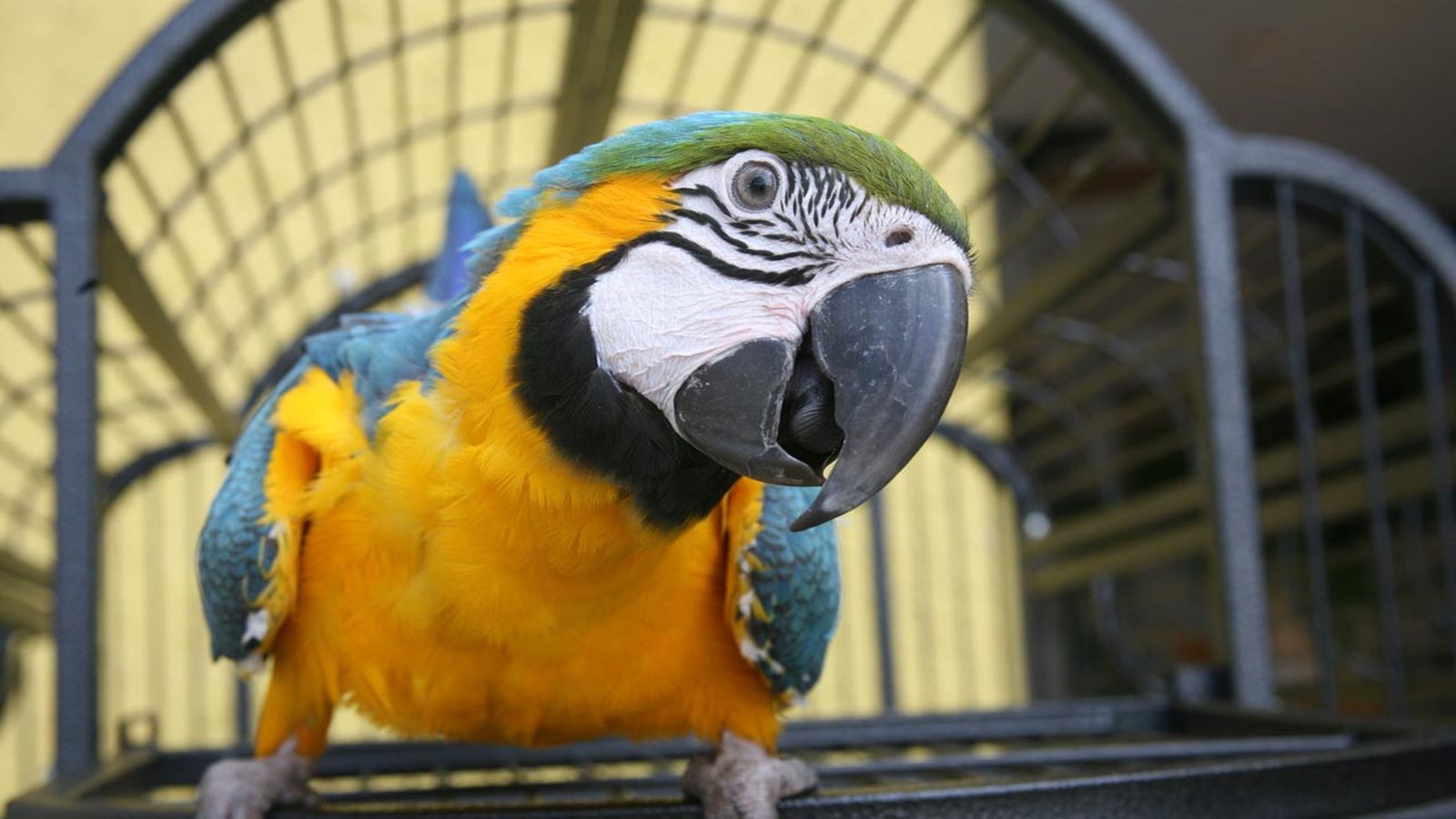 loro como mascota