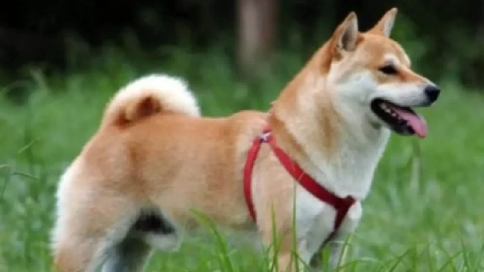 perros japoneses sanshu inu 11 perros japoneses sanshu inu 11