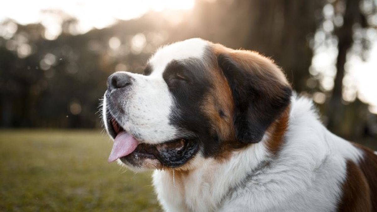 cuantas razas de perros hay 16