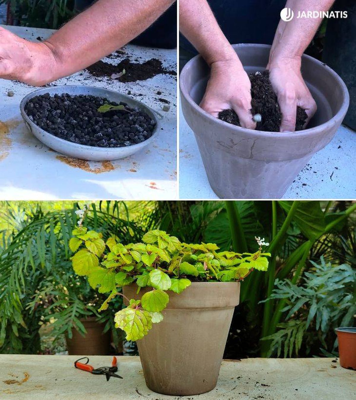 trasplante de la planta del dinero 52