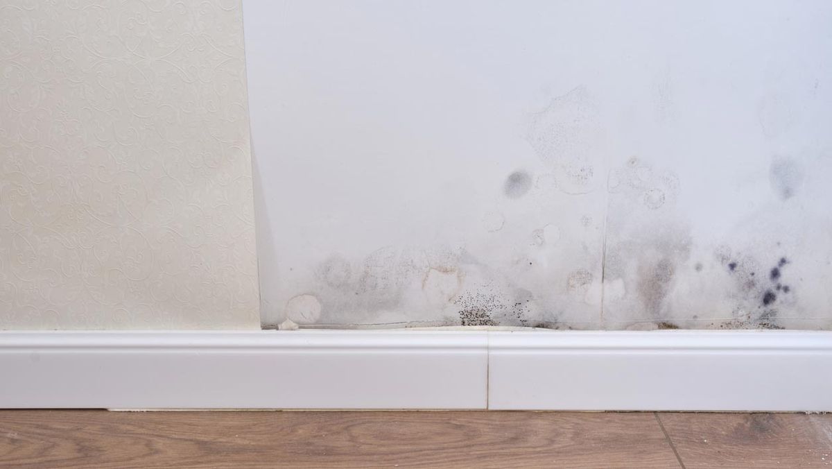 eliminar moho hongos muebles pared techos 3