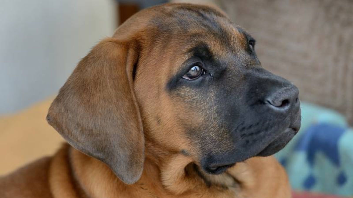 El perro Tosa Inu (Japón) es conocido como el Guardián de la Fuerza
