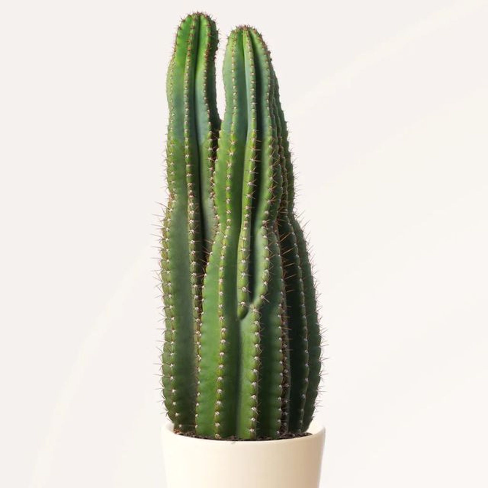 cactus pachycereus pringlei april plants cactus pachycereus pringlei april plants