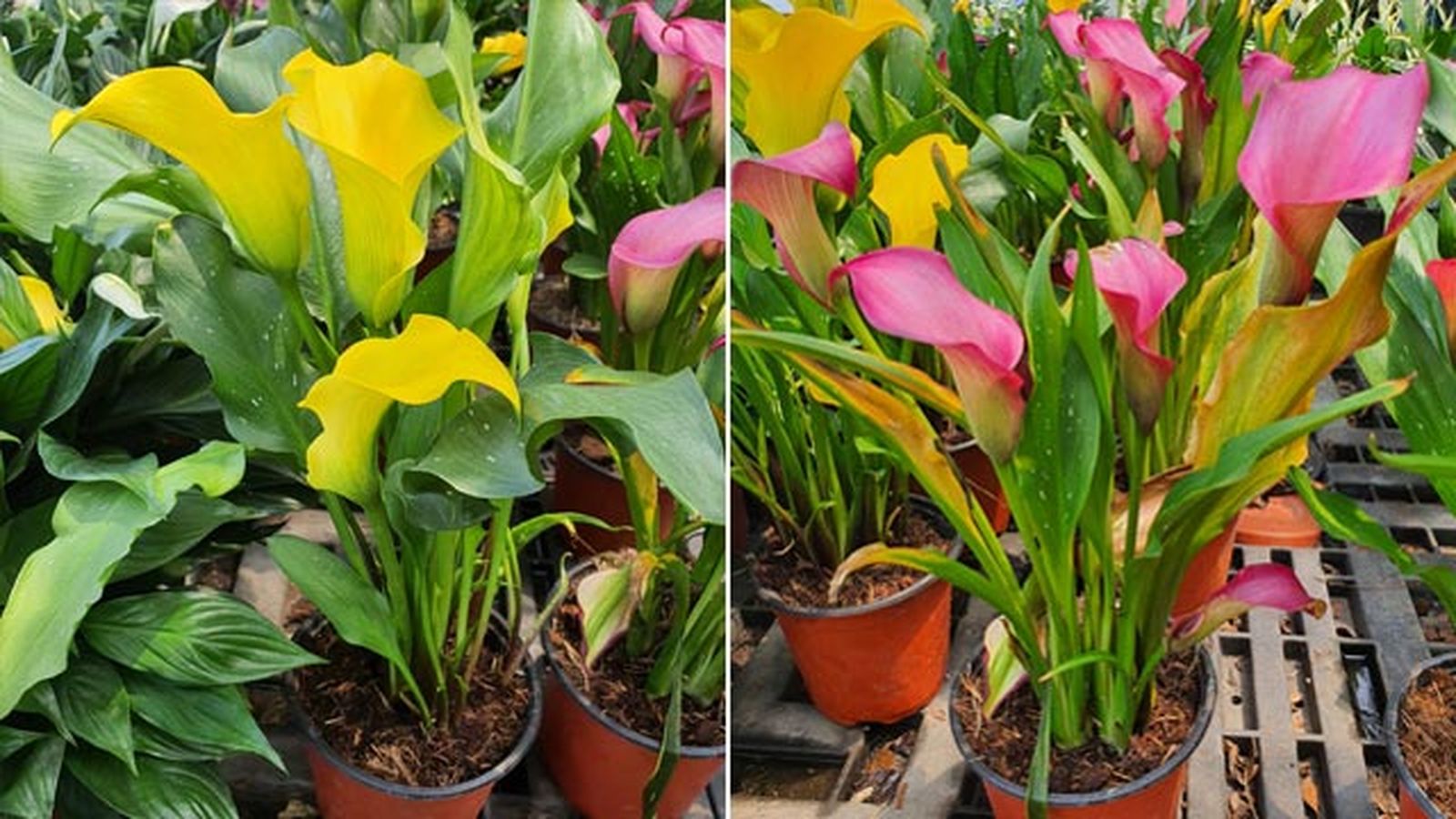 calas de verano colores jardinatis