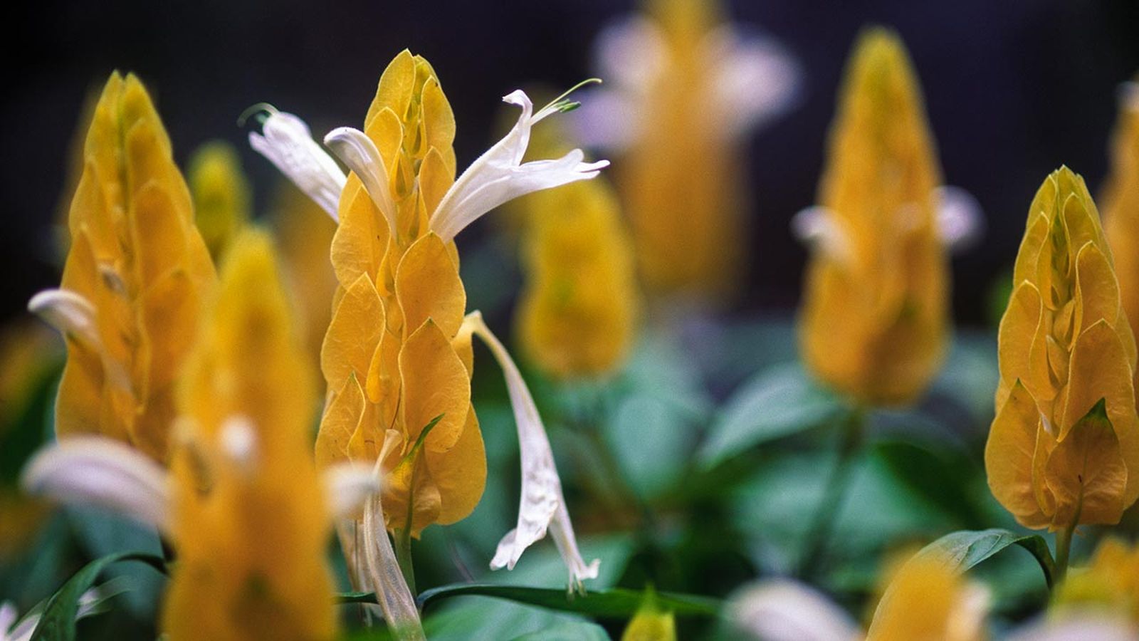 Pachistachis Pachistachis