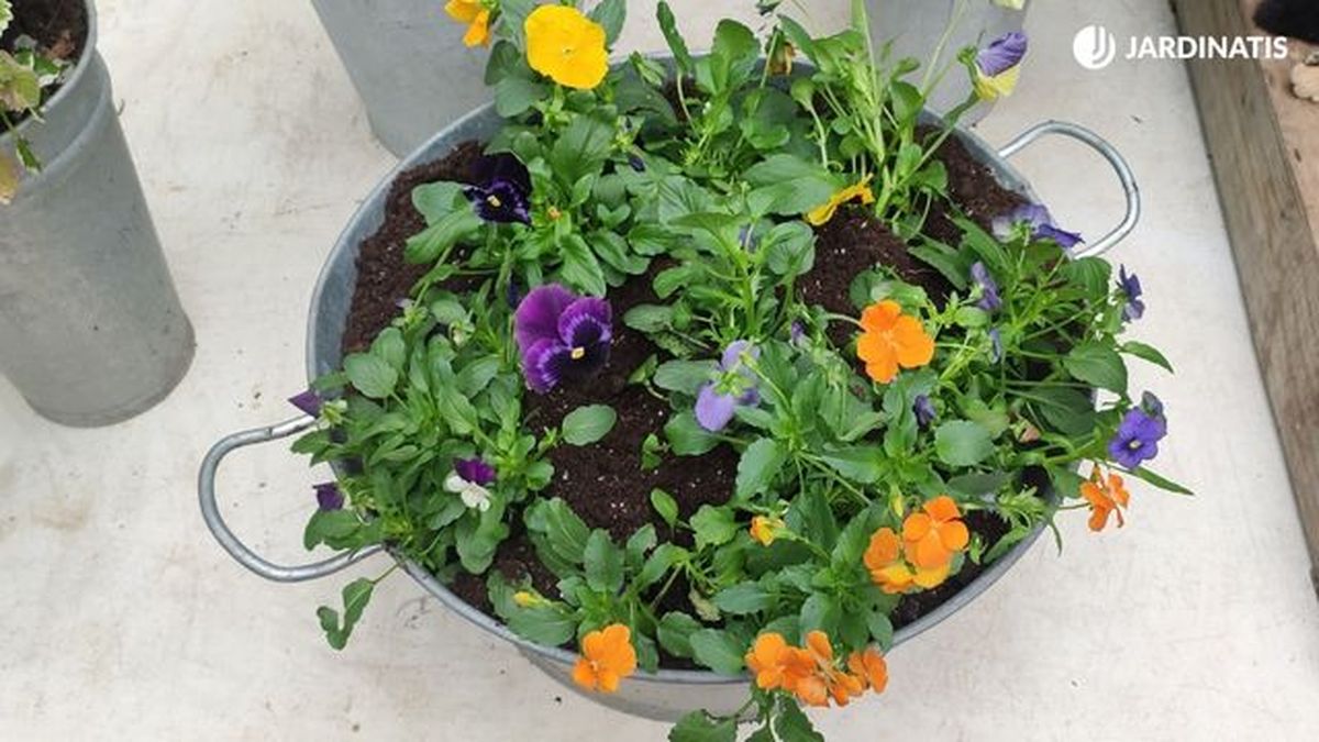 composicion floral con pensamientos y violas jardinatis 22 25