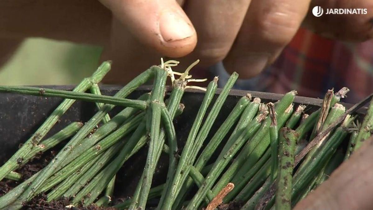 Raíces del punto de corte