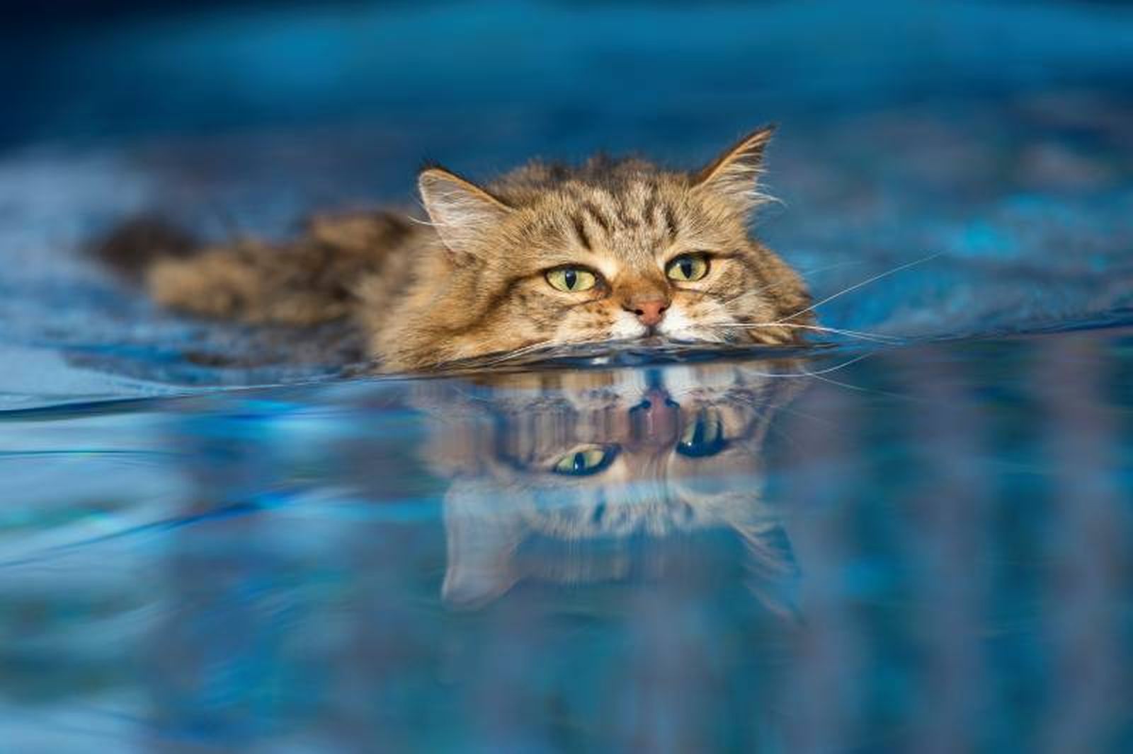 Si tu gato percibe un ambiente agradable y un entorno tranquilo es más factible que se bañe