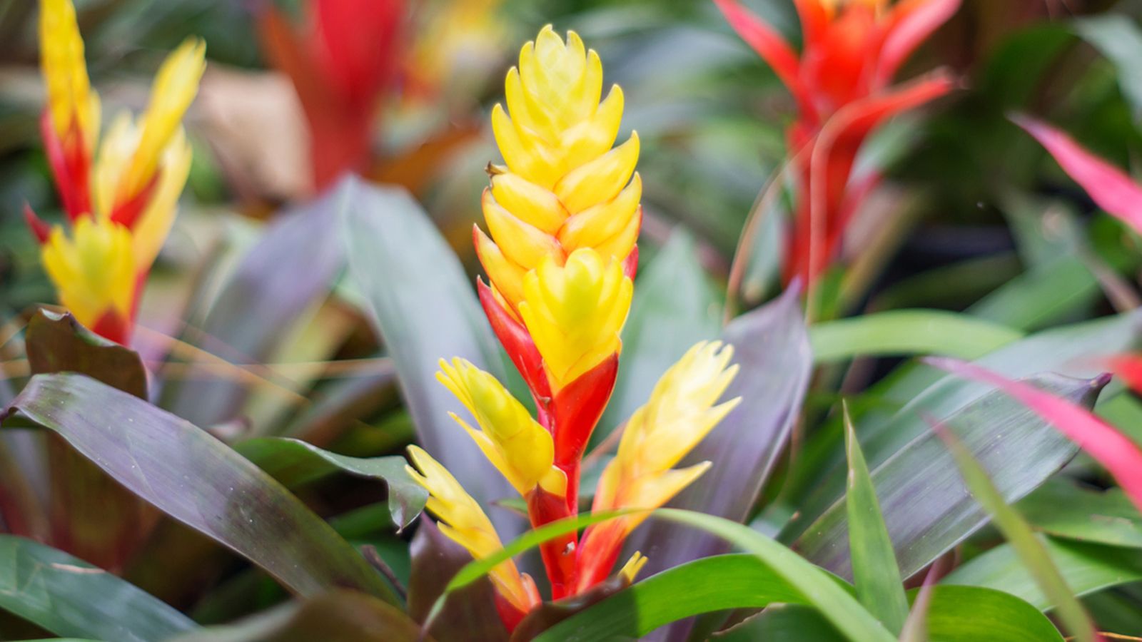 vriesea splendens planta vriesea splendens planta