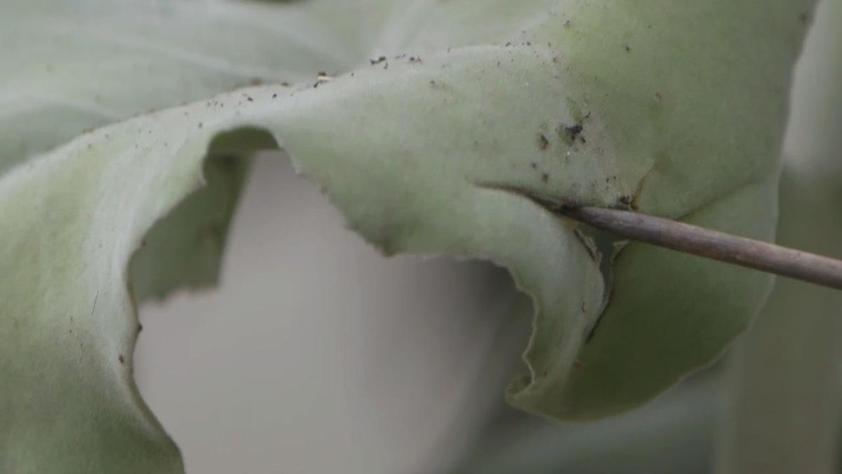 brico 1020 jardin kalanchoe beharensis multiplicar vegetativamente