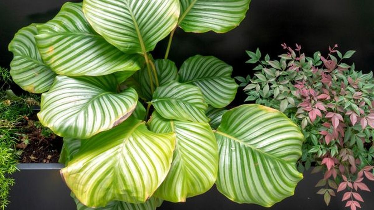 planta calathea orbifolia