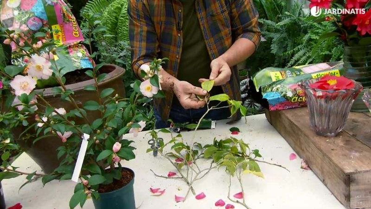 La camelia puede sufrir clorosis férrica