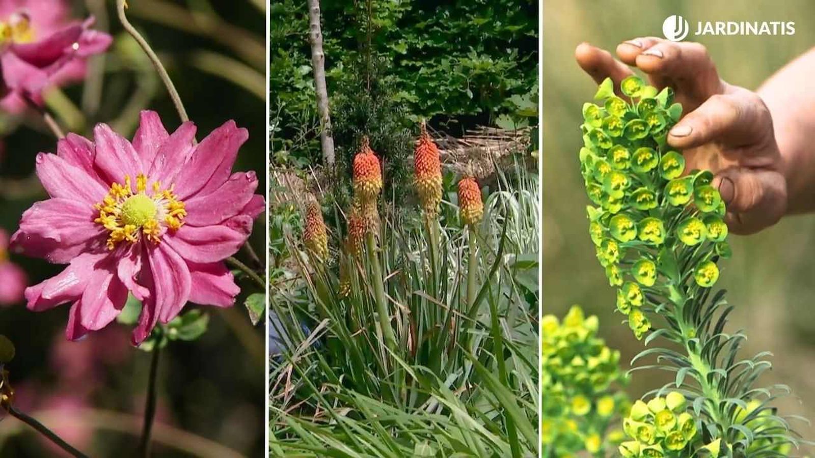Plantas vivaces