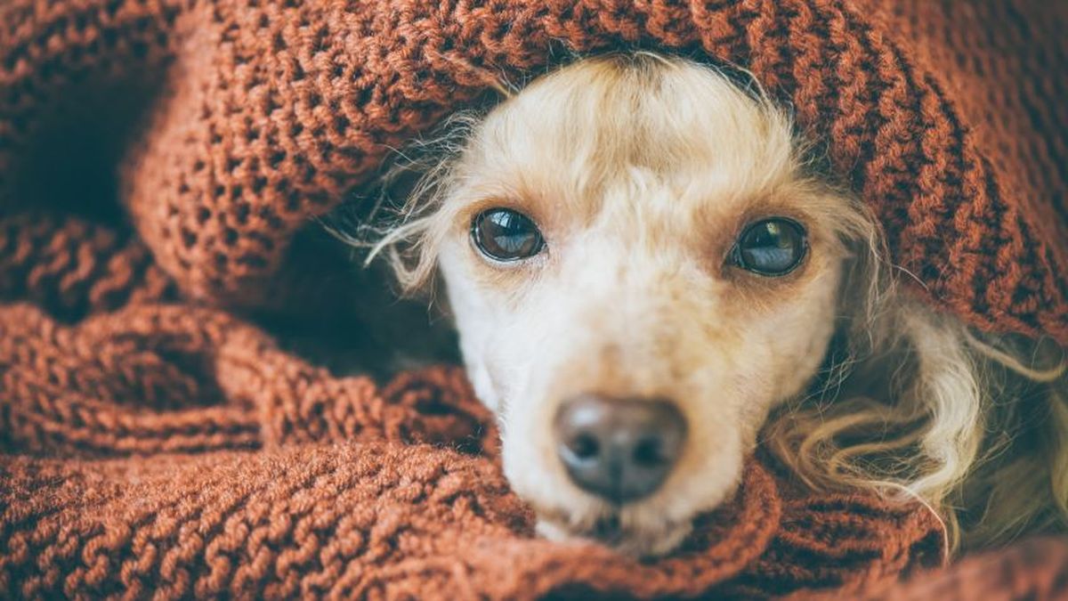 resfriado perro 848x477x80xX[1]