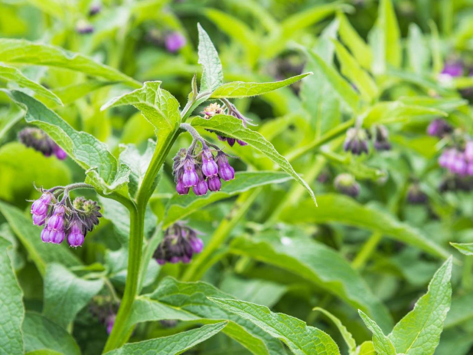 Ajuga reptans.