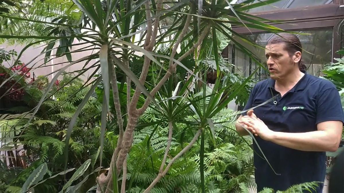 briconsulta podar dracena marginata