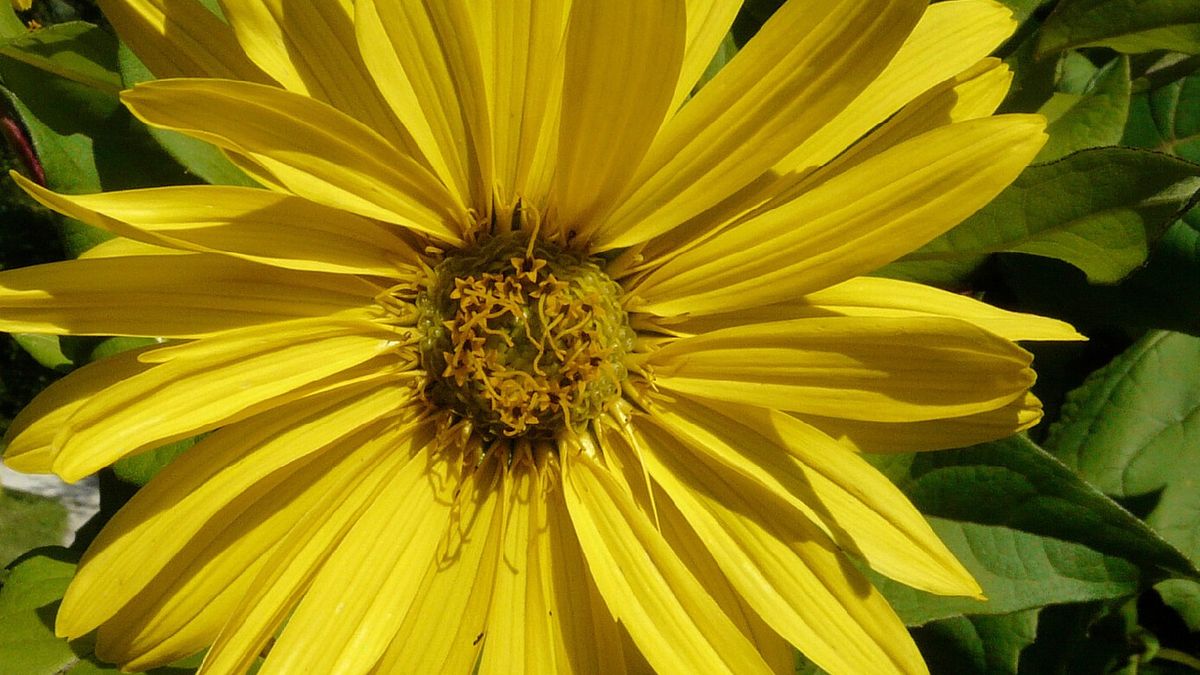 Flor de la planta Silphium