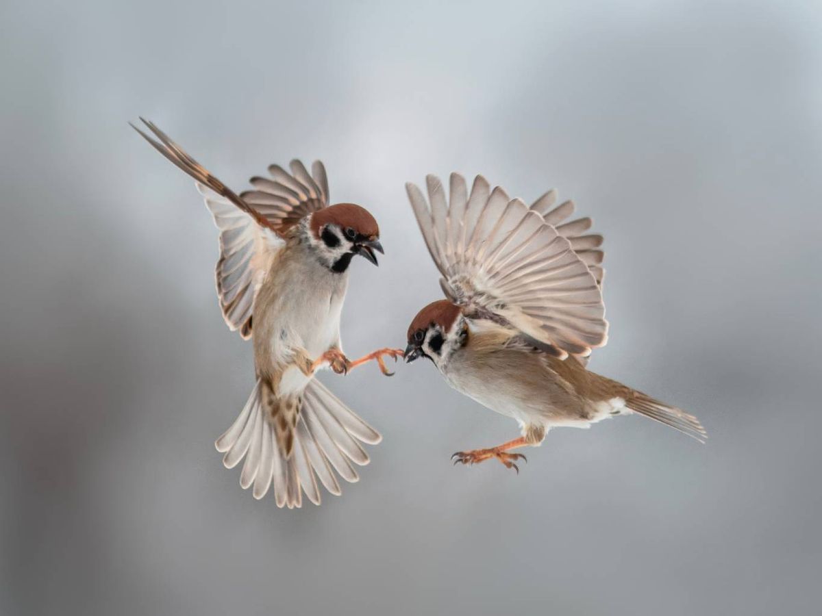 Estas aves han perdido la hormona de la grelina en su totalidad.