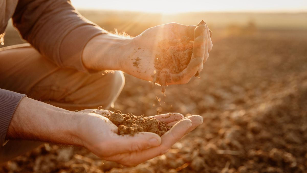 Un suelo sano huele a tierra viva y hojas descompuestas