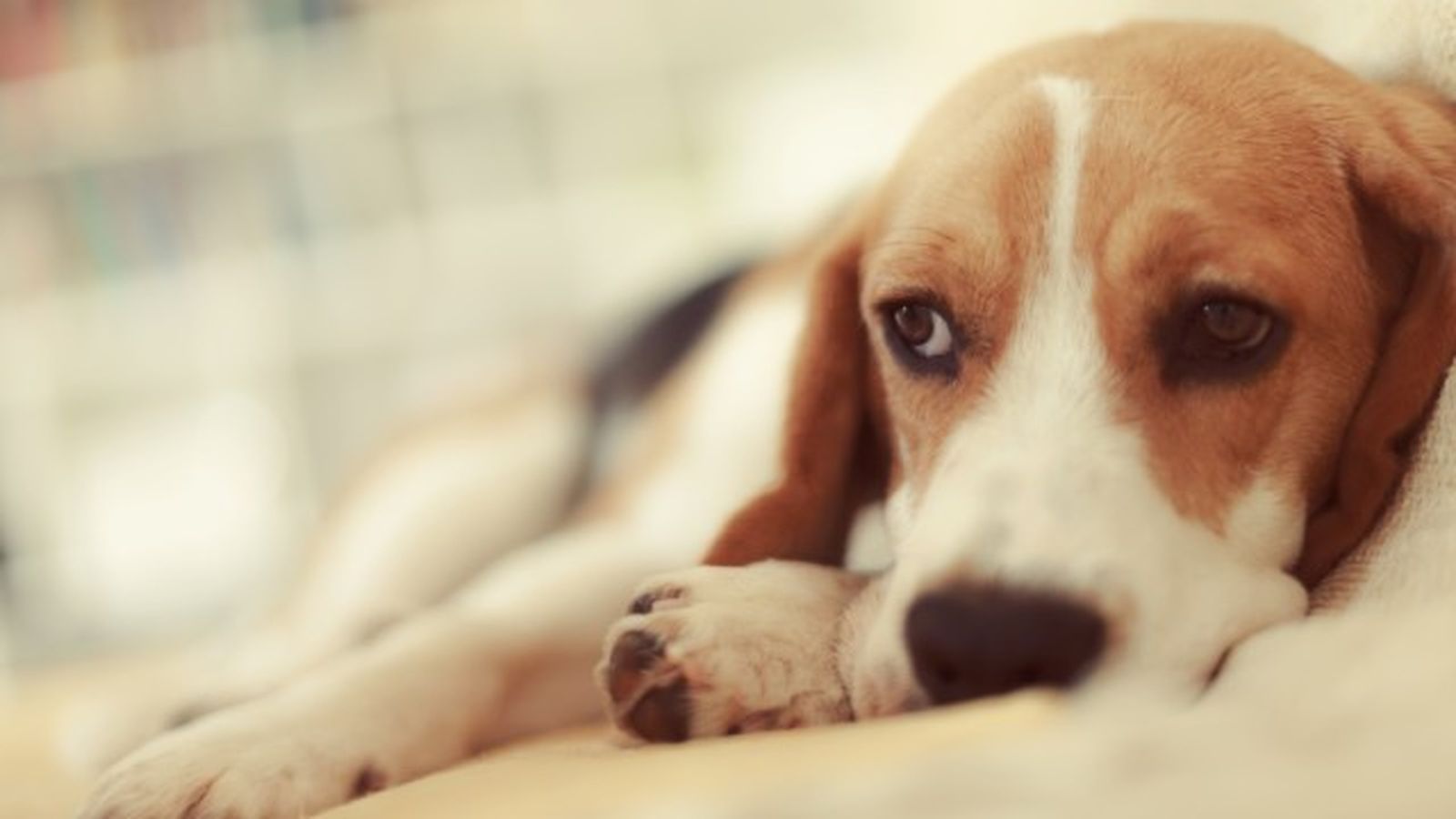 como saber si mi perro tiene fiebre como saber si mi perro tiene fiebre
