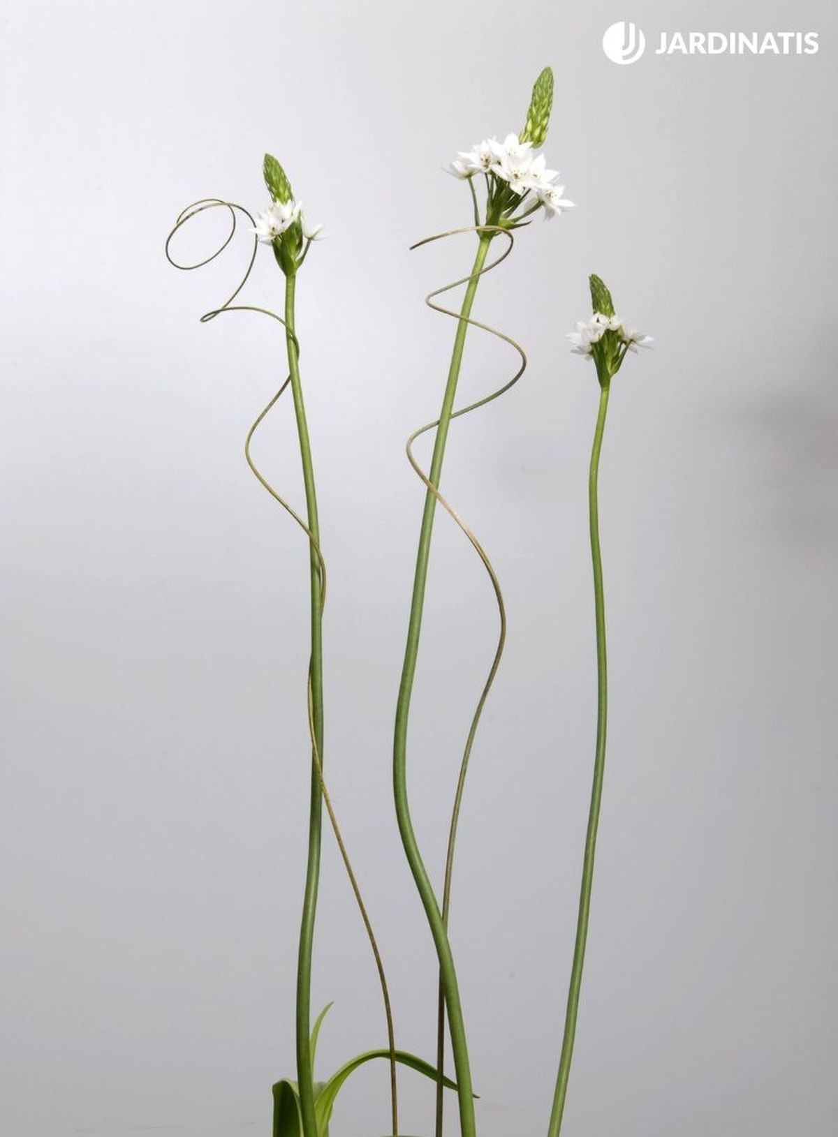 Sus flores blancas son muy elegante y ornamentales