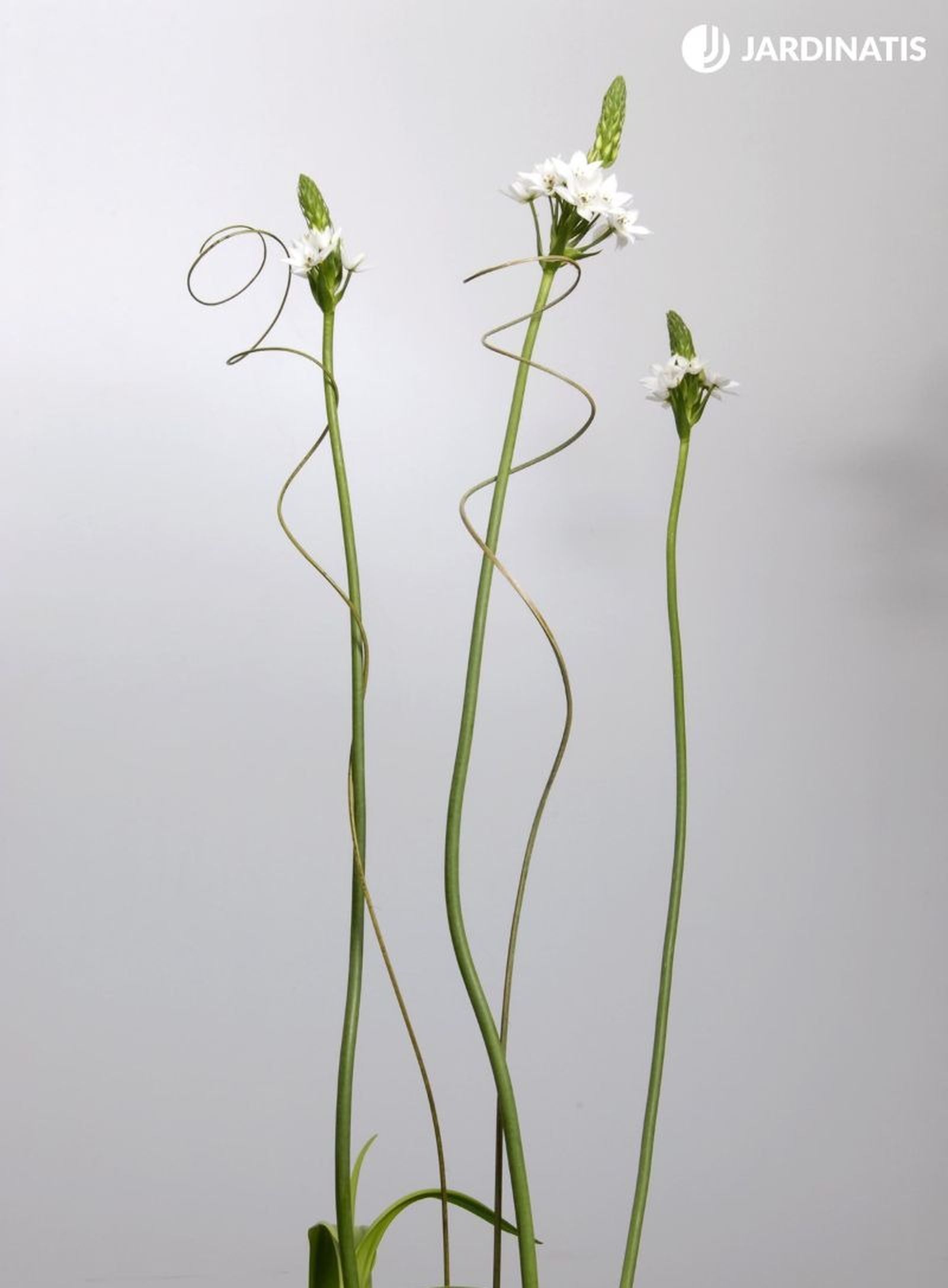 Sus flores blancas son muy elegante y ornamentales