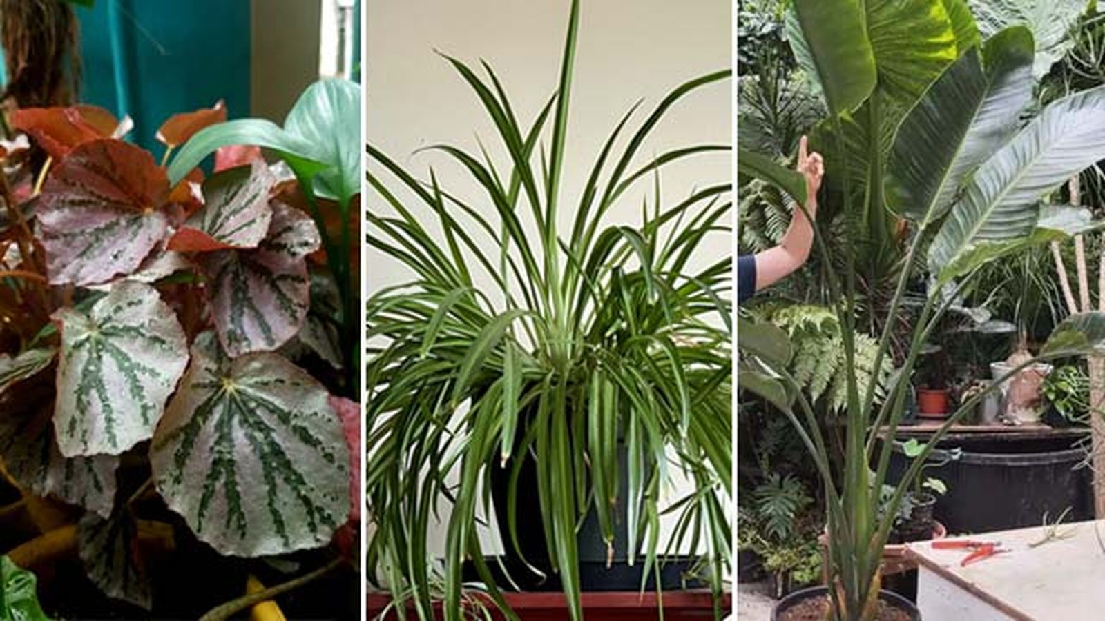 begonia rex cinta o malamadre strelitzia augusta urban jungle begonia rex cinta o malamadre strelitzia augusta urban jungle