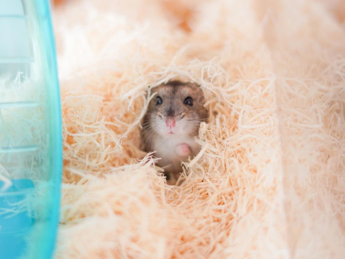 A los hámsters rusos les gusta mucho meterse en el serrín.